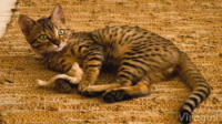 FILHOTES DE GATO BENGAL